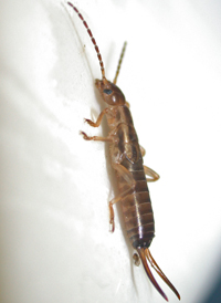 Forficula auriculata